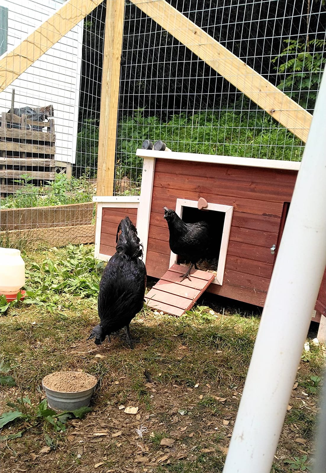 Petsfit Outdoor Chicken Coop with Run for 4-6 Chickens, 3 Nesting Boxes customer photo 1