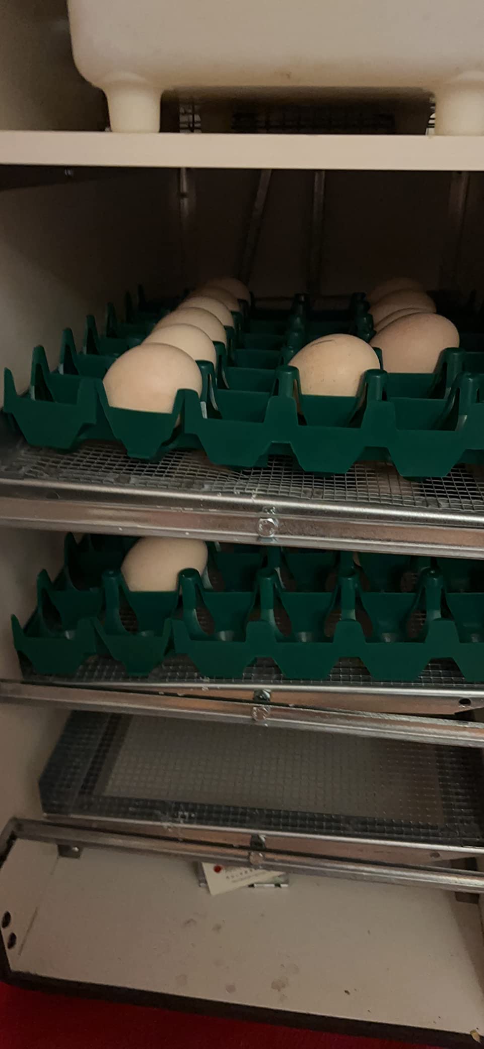 GQF Large Egg Setting Tray customer photo 1
