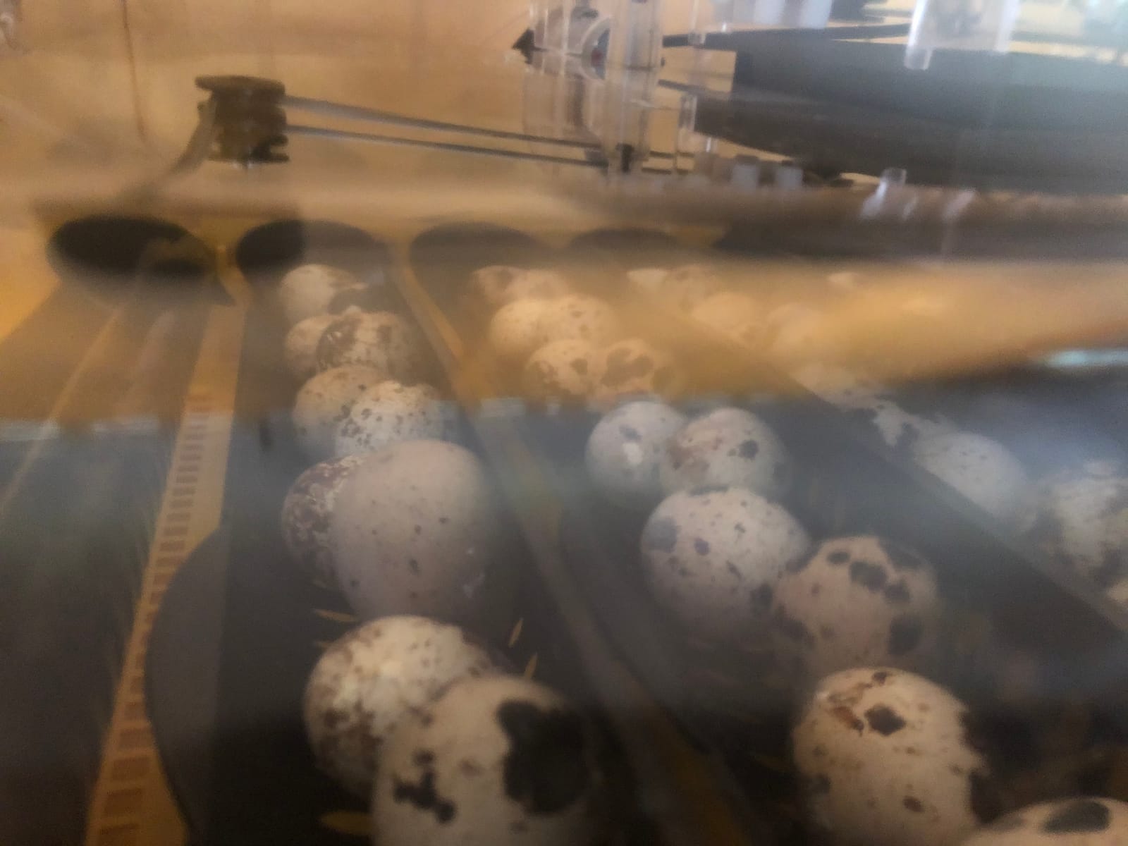 Brinsea Ovation 56 EX Egg Incubator, Automatic Turning & Humidity Control customer photo 1