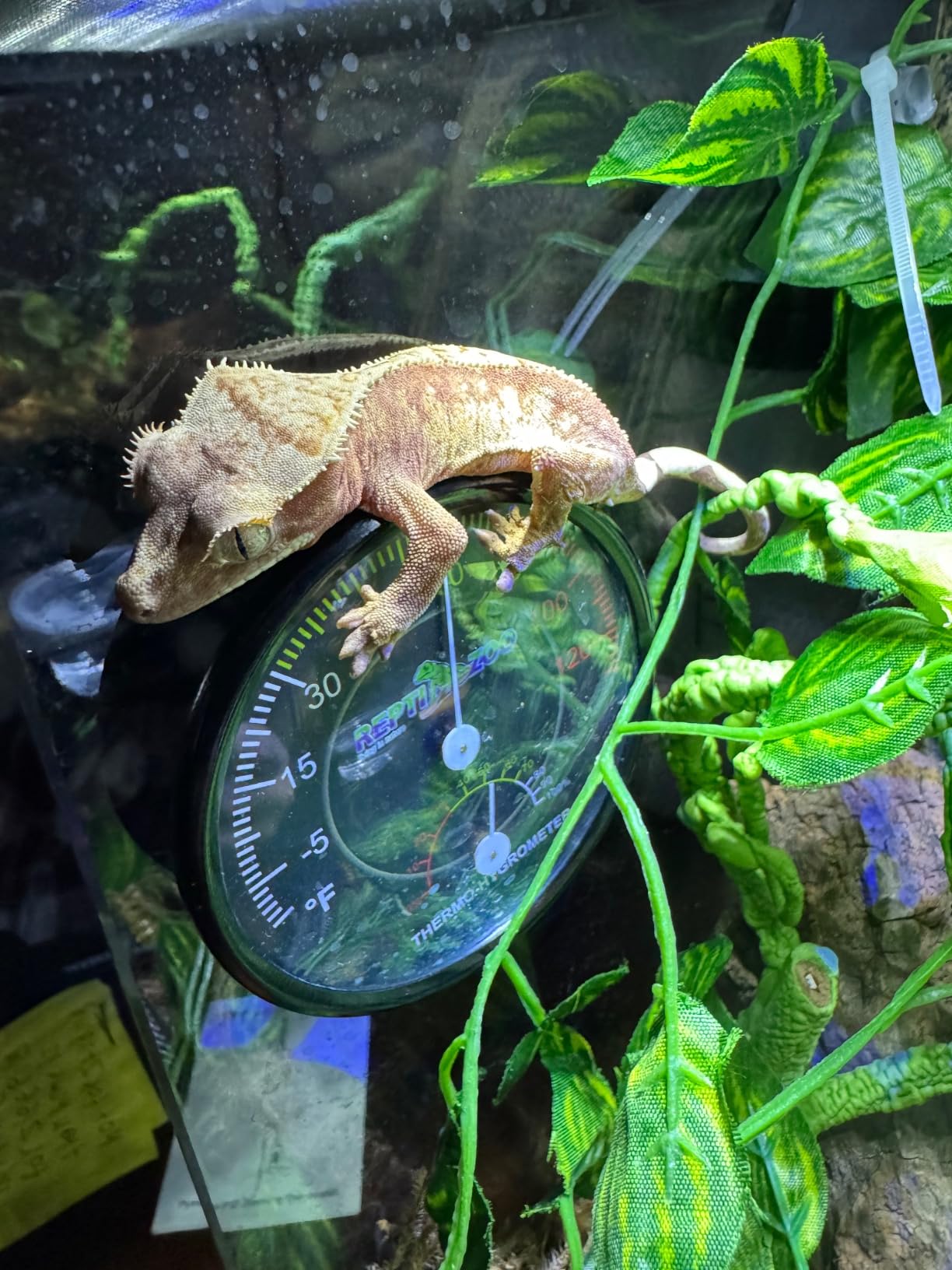 REPTI ZOO Reptile Terrarium Thermometer Hygrometer Dual Gauges Pet Rearing Box Reptile Thermometer and Humidity Gauge customer photo 1