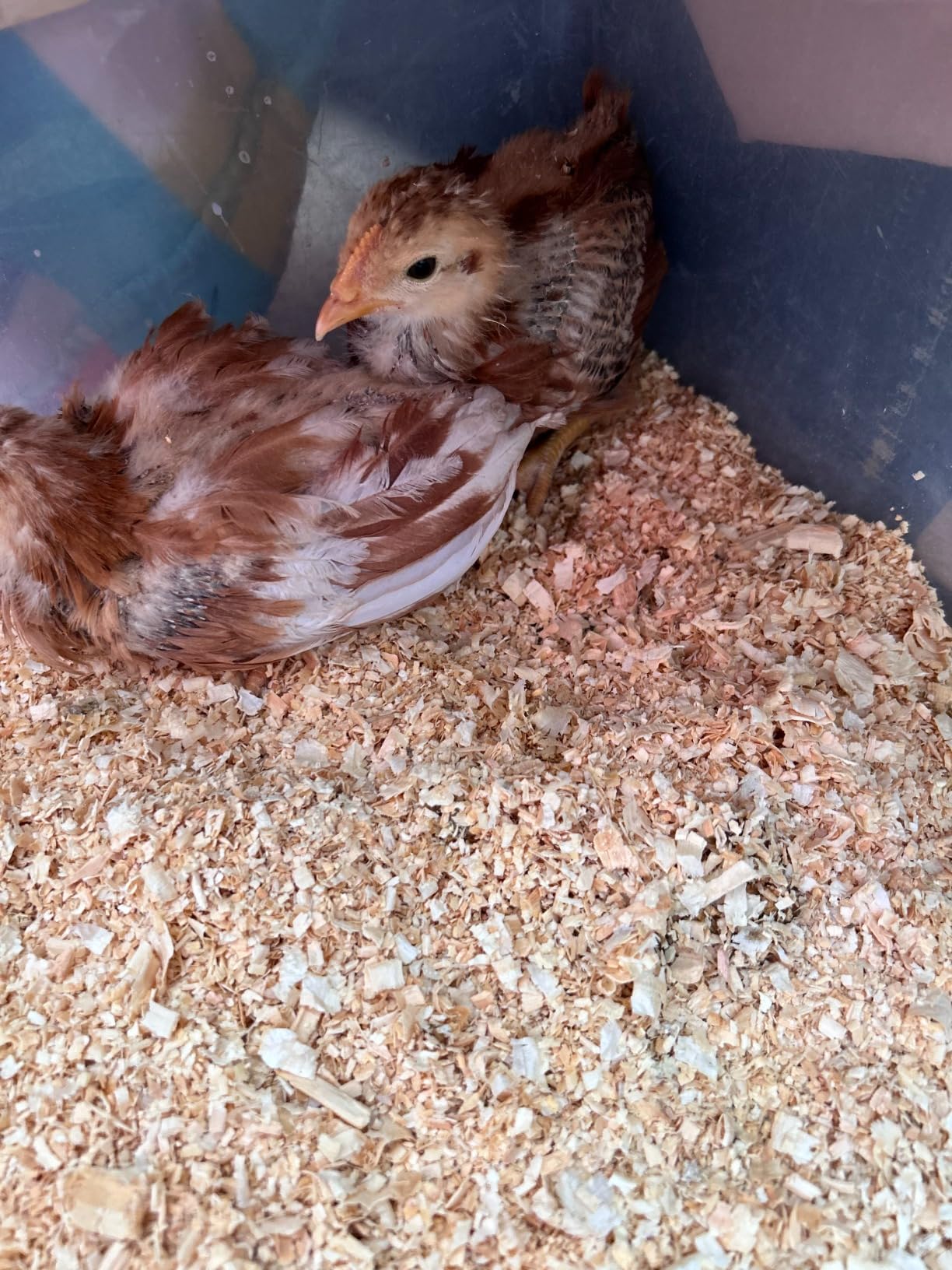 Omlet Automatic Chicken Coop Door Opener Operated by Light Sensor or Timer | Easy to Install, No Maintenance Required | Improves Coop Security and Insulation | Built-in Safety Sensors | Green customer photo 2