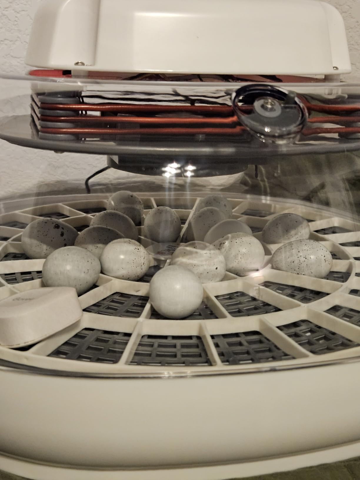 Durable Egg Tray for Nurture Right 360 Egg Incubator, 48 Quail/Bird Eggs customer photo 1