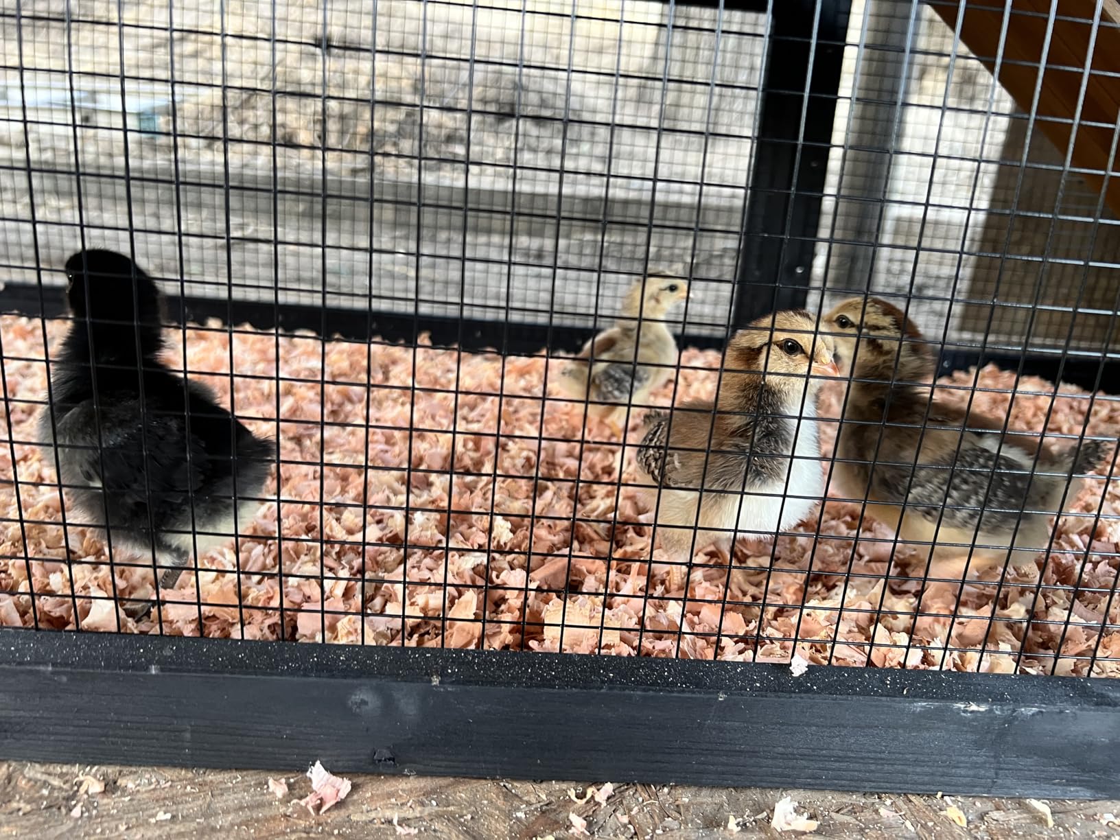 Petsfit Large Chicken Coop with Upgraded Perches, Wooden Outdoor Chicken Cage with Large Nesting Box, Weatherproof Open Asphalt Roof &Removable Bottom, Duck House, Rabbit Hutch customer photo 1