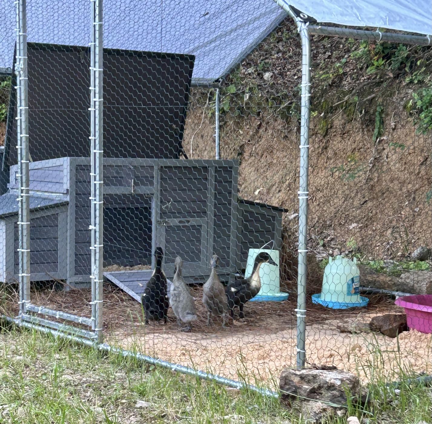 Aivituvin Chicken Coop 67.3