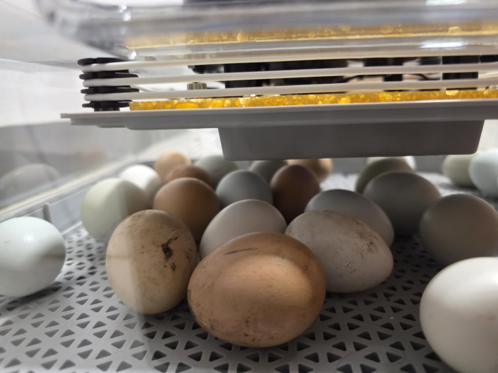 48 Incubators for Hatching Eggs, Egg Incubator with Automatic Egg Turning and Humidity Control, Temp Control, Egg Candler, Auto Water Refilling, Incubator for Chicken Eggs, Duck and Quail Eggs customer photo 1