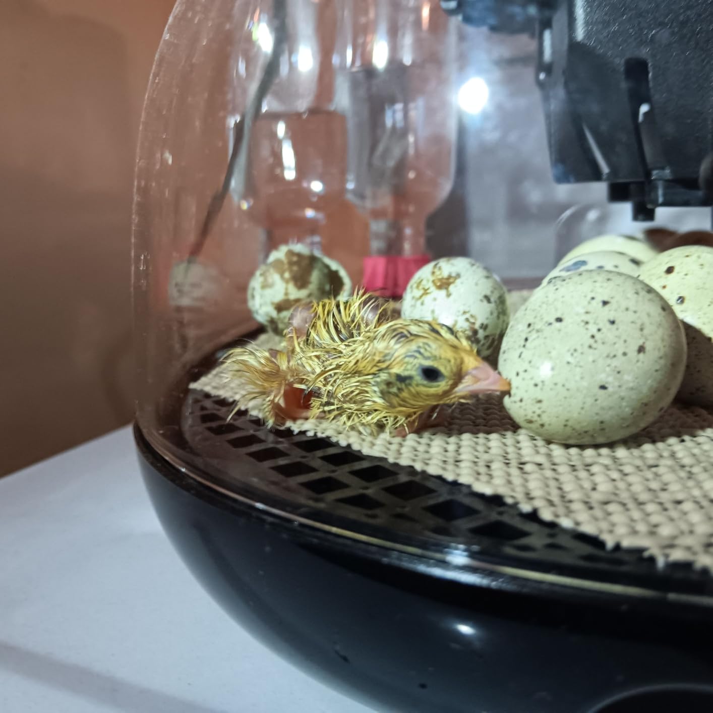 Series IV - 12-Egg Fully Automatic Incubator, Low Maintenance, Sensor-Based Precise Humidity & Temp Control, Custom-Interval Auto Turn & Auto Stop, Preset Incubation Days, Candler, Alarms customer photo 2