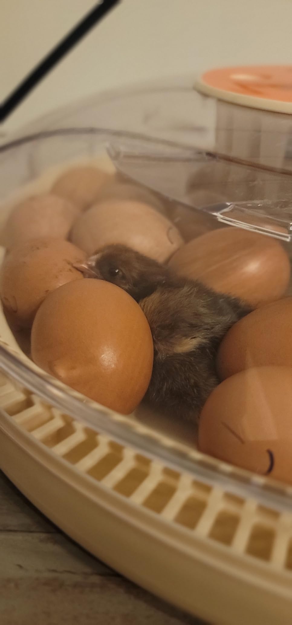 30 Egg Incubator with Automatic Egg Turning, Temperature Control and Humidity Monitor Incubators for Hatching Eggs, Chicken, Ducks, Goose, Pigeon, Quail, Parrot Incubator for Farm, Lab customer photo 1