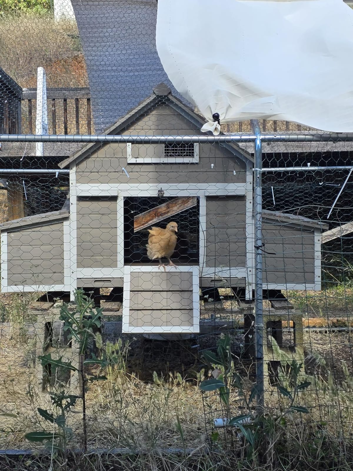 Large Chicken Coop for 4-6 Chickens with 6 Nesting Boxes, Wooden Hen House customer photo 1